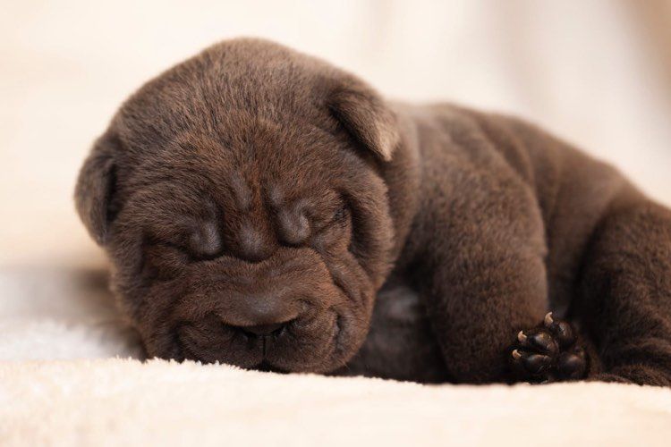 Du Monde De Djaya - Chiot disponible  - Shar Pei